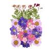 1 Set Dried Pressed Flowers Kit Colorful Natural Flowers DIY