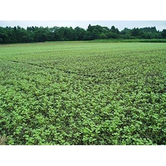 Tenpodo Dattan Soba Tea Domestic (Aomori Prefecture Buckwheat Hokkai T8 Variety 150g2 Bag Set)