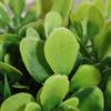Green Artificial Plants Eucalyptus Grass Woven Small Potted Plants Grass Mound 11cm PE Material Home Decoration