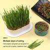 Cat Grass Planter Hydroponic Cat Grass Growing Kit No Seeds Included  Catnip Wheatgrass Seed Sprout Tray Nursery Plant Planting Box for Indoor Cats
