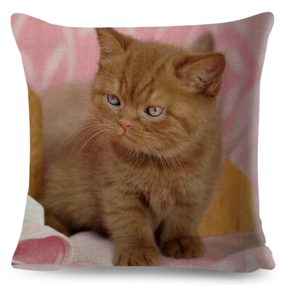 Housse de coussin British Shorthair bleu russe, taie d'oreiller en Polyester, décoration de chat mignon, Animal de compagnie, pour canapé, maison, voiture