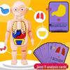 Children's DIY Human Organ Model Science Toy - STEAM Educational Experiment Kit
