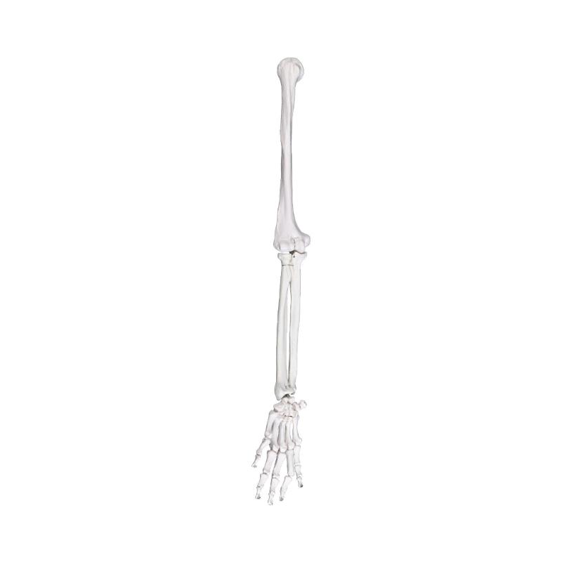 

Detailed Left or Right Arm Bone Scapula Clavicle Model Constructed from Strong PVC Texture for Classroom Demonstration
