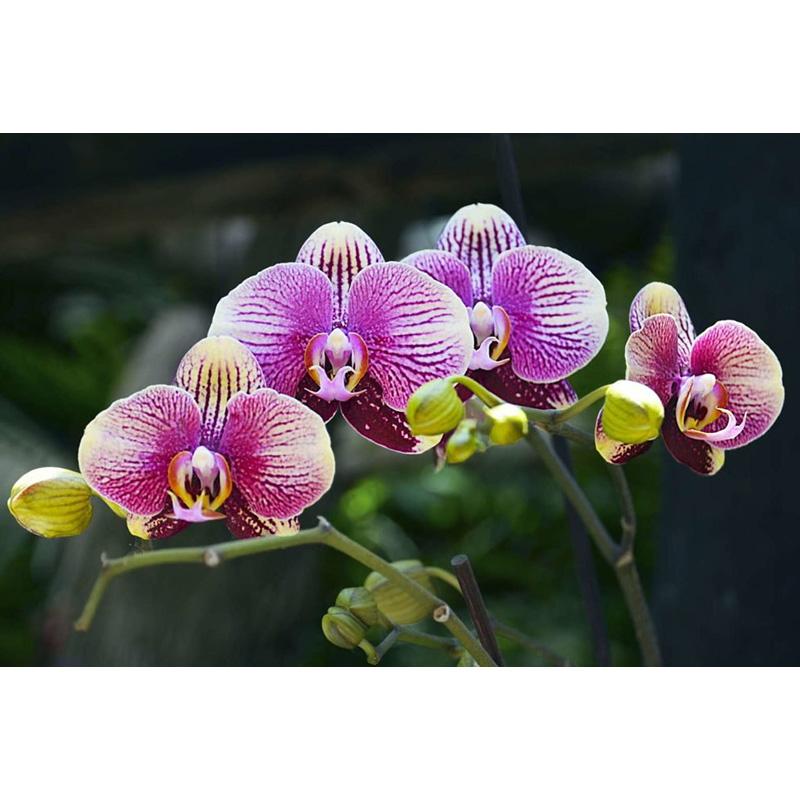 Full Diamond Painting 5d Round Orchid Picture Diamond Mosaic Resin Flower Embroidery Crafts Cross Stitch Kits Home Decor