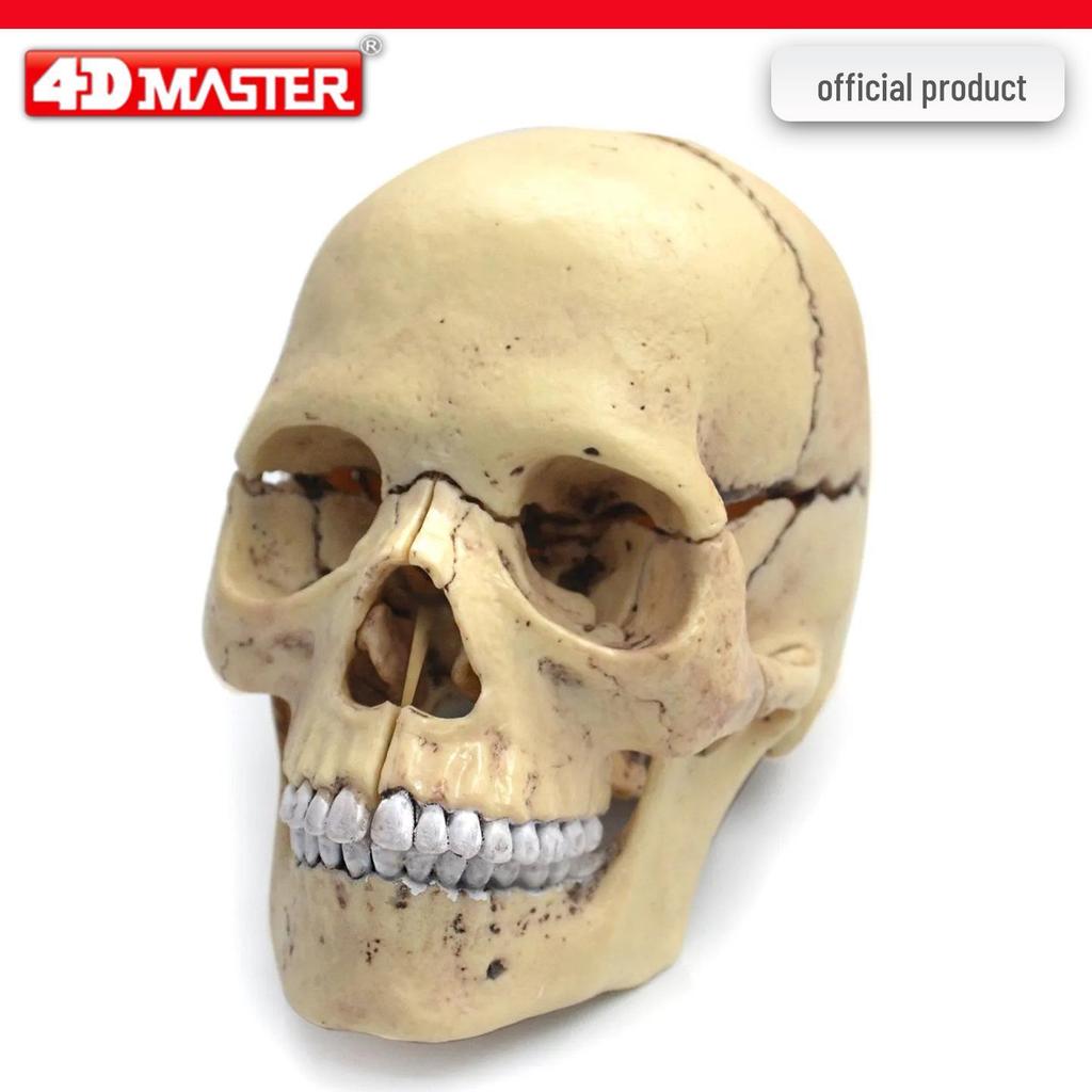 4D Knee Joint Ligament Anatomy Model for Medical Teaching