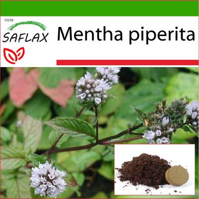 Peppermint - 300 Seeds - With Potting Substrate for Better Cultivation - Mentha Piperita