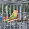 Multi Functional Bite Resistant Parrot Swing Colorful Hanging Beads Bird Wooden Bird Cage Standing Interaction