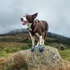 Dog Boots For Dogs Non-,Dog Booties For Outdoor, Dog Shoes For Medium To Large Dogs With Rugged Sole