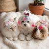 24Pcs Small Size Dog Hair Bows Elastic Rubber Band Dog Bow Hair Ties  Pet Daily Decoration