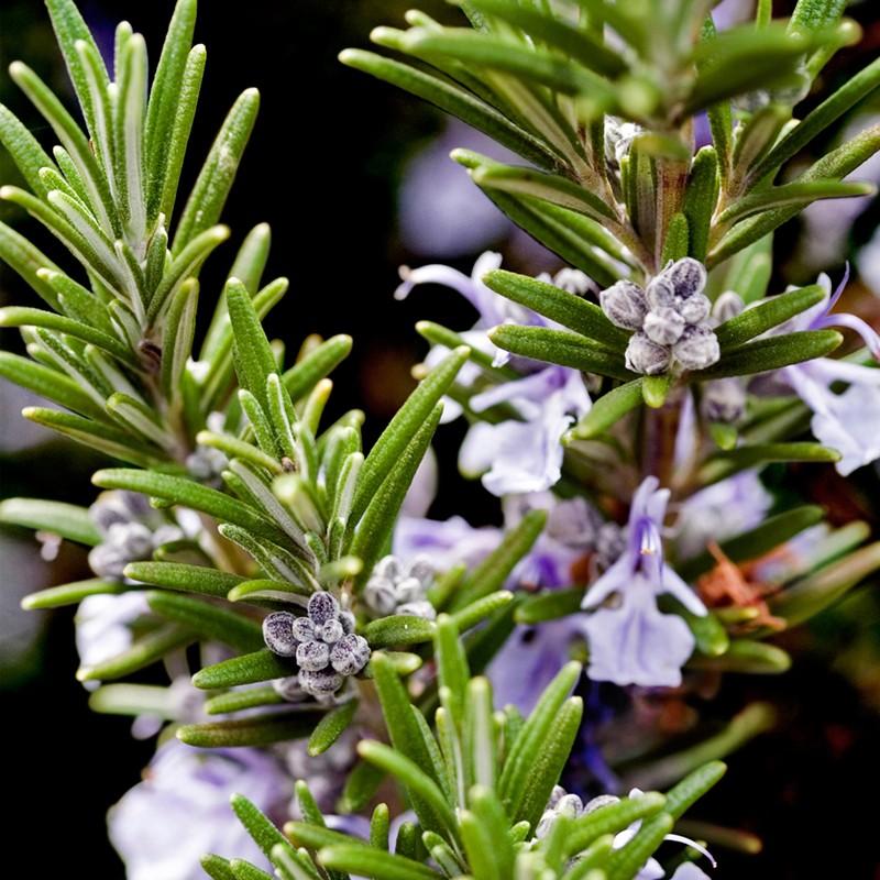 Yodeyma Capri Perfumed Water Unisex 100ml