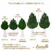 A&K Premium Preserved Sakaki Trees, Small, Pair, Approx. 28cm Tall X 14cm Wide, Made with Premium Tanba Camellia Leaves, Perfect for Shinto Shrine Off