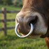 Carbon Steel Cow Nose Ring Silver Farm Animal Nose Ring Easy To Use Bull Nose Ring  Husbandry