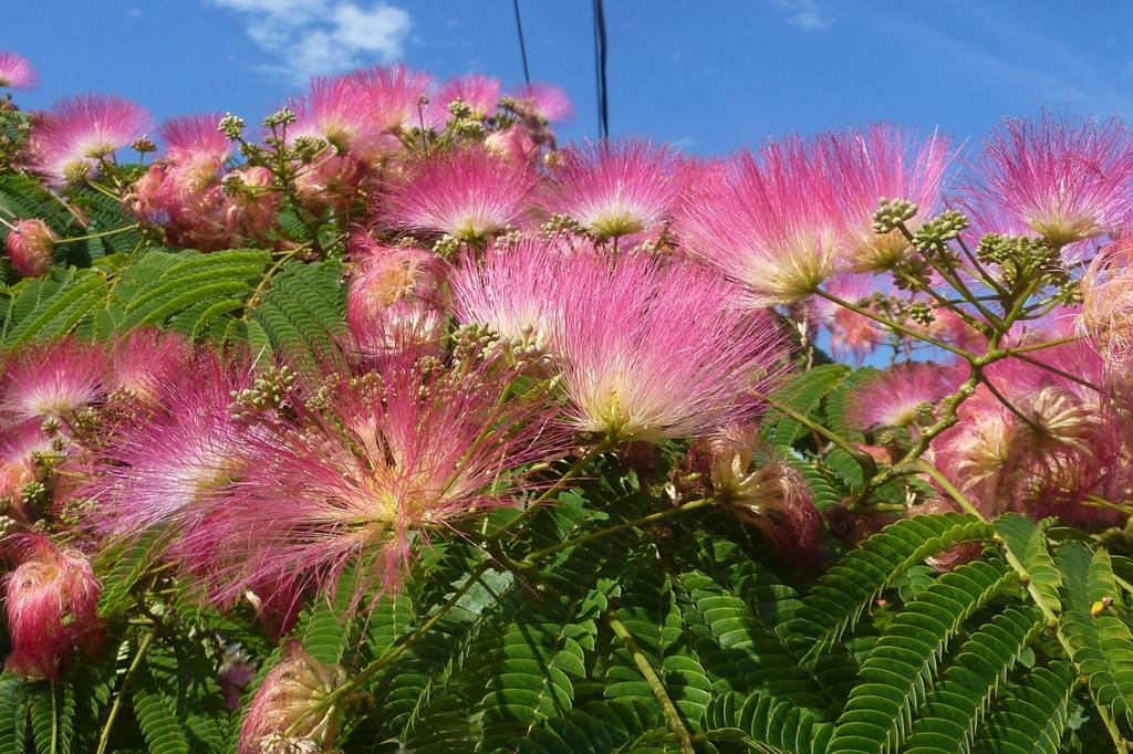 SAFLAX Pinc Akazie - 50 Samen - Albizia julibrissin
