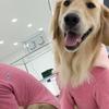 BARKDOG Terry PK T-shirt