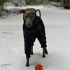 Large Dog Winter Clothes Warm Windproof Thicken Four Legged Puppy Clothes Greyhound Whibbit Dogs Accessories Supplies