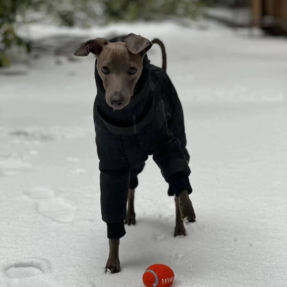 Large Dog Winter Clothes Warm Windproof Thicken Four Legged Puppy Clothes Greyhound Whibbit Dogs Accessories Supplies