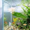Peixes e animais aquáticos – Decoração de aquário