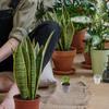 50Pcs Clear Plastic Nursery Pots for Succulents and Small Plants with Drainage Holes Indoor Outdoor Balcony Windowsill Garden