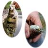 Artificial Tussock Red Tail Moth Bait & Bumble Bee Dry Fly Bait -Mixed Styles Artificial Fishing For Trout/Bass/Salmon/Perch/Carp Bait -6/10Pcs/Box
