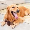 Plush Pet Toy Bite-Resistant Teeth Grinding Cleaning Chew Toy Cartoon Fox Duck Rabbit Plush Toy Funny Stretchable Pet Toy for Small Pets