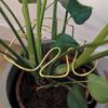 Monstera-Shaped Plant Support - Popular Design
