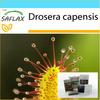 Gift Set - African Sundew - 200 Seeds - With Gift Box, Card, Label and Potting Substrate - Drosera Capensis
