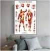 Human Musculoskeletal System Anatomy Poster – Medical Wall Art for Office Decor