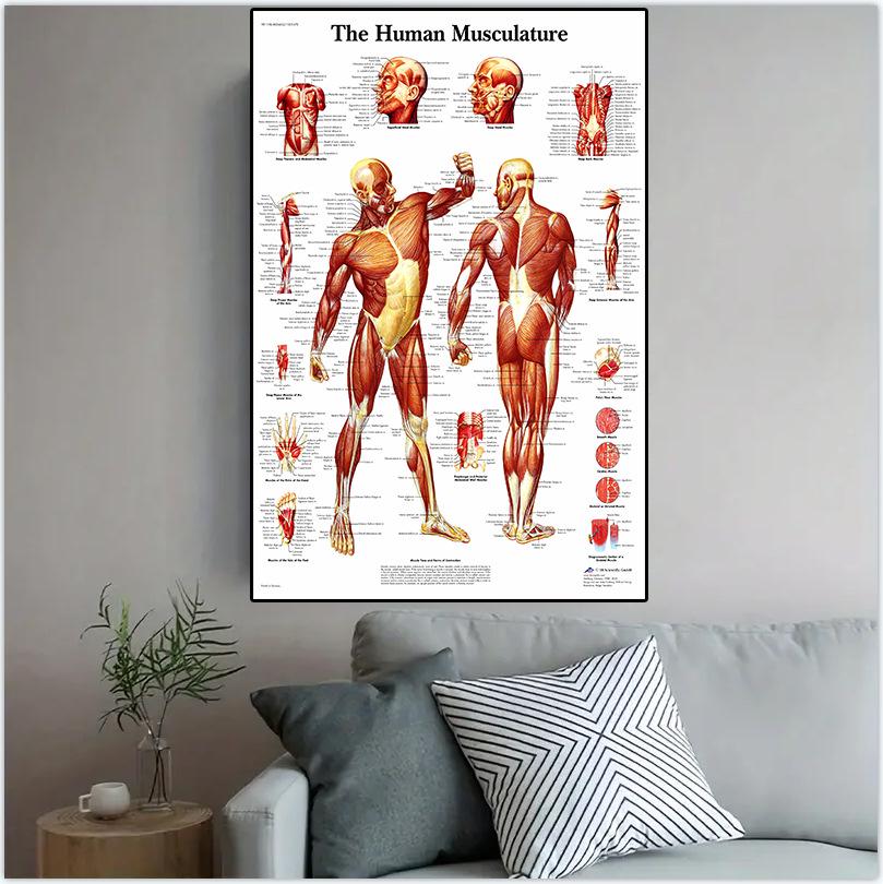 Human Musculoskeletal System Anatomy Poster – Medical Wall Art for Office Decor