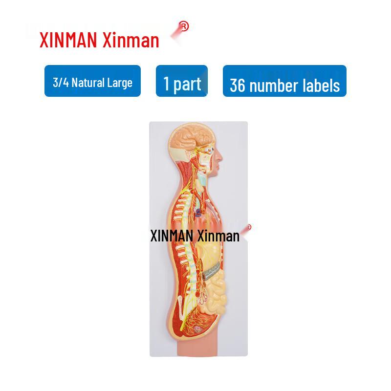 XINMAN Human Autonomic Nervous System Model