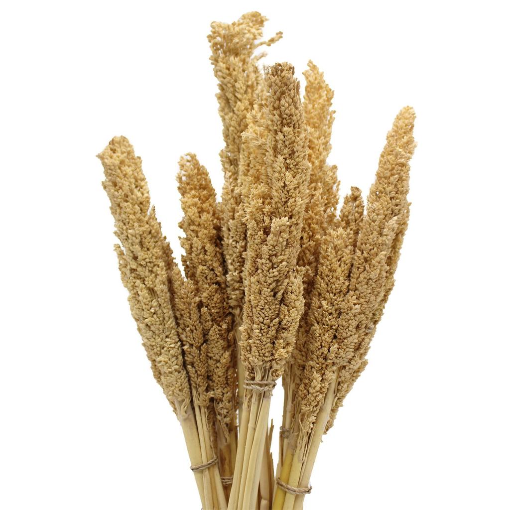 Dried Cantal Grass Bunch, Natural Set of 6