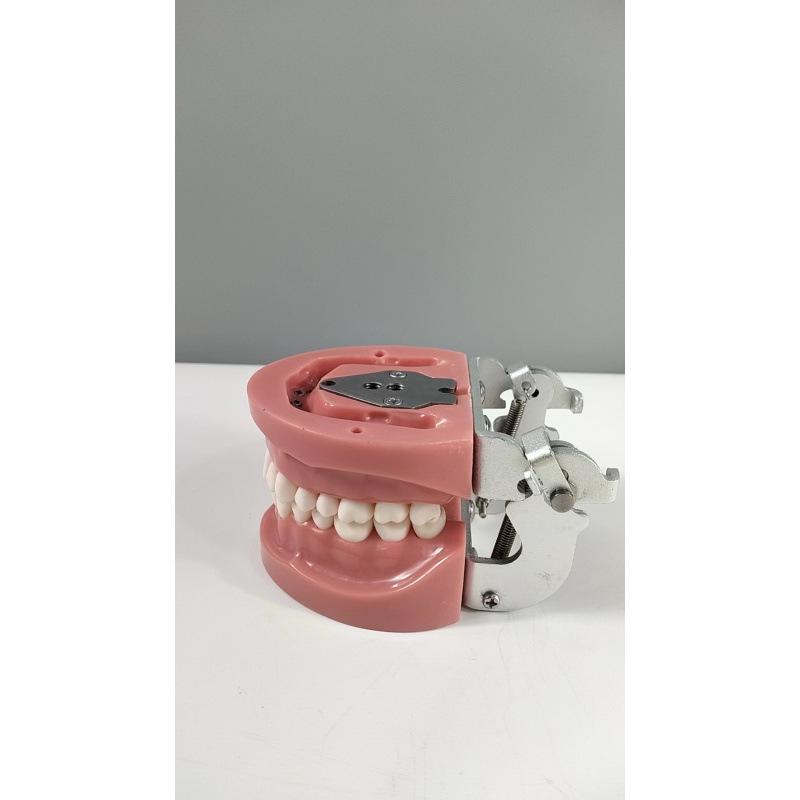 Прозора Знімна Повна Модель Щелепи з М'якими Яснами та Зубами для Підготовки до Імплантації