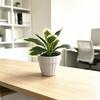 Artificial Small Green Plant Desktop Plant Pot With Wave Base For Office Decor And Home Living