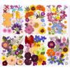 22-25PCS Set Mixed Style Dried Pressed Flower Leaves for Resin Mold Natural Real Dried Flower Scrapbooking Nail Art Decoration
