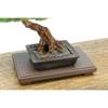 PLATZ 1/12 The Bonsai 2 Plastic Model Kit BON-02 Pre-Colored