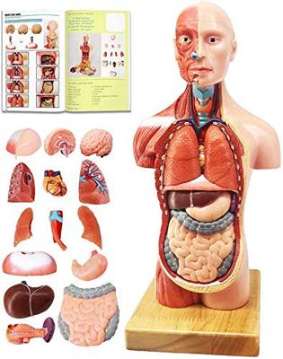 Evotech Scientific 28cm Modell der menschlichen Anatomie, 15 abnehmbare Teile, Geeignet für Kinder, Anatomisches Modell des menschlichen Rumpfes Enthält Teile wie Herz,