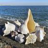 Oversized Conch Shells, Ornaments, Background Walls, Home Decor, Native Tank Landscaping, Sea Sound Listening Gifts, Specimen Collection