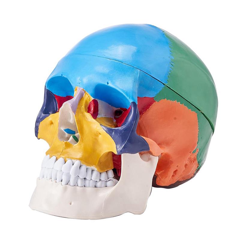 BAAU Human Skull Model, Life-Size Painted Anatomy Skull Model, PVC Anatomical Skull