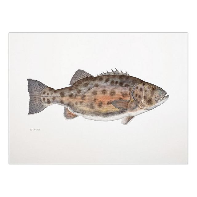 Decorative Painting Retro Fish Restaurant Hotel Paintings Animal Print Wall Pictures for Living Room Flatfish Wall Art Canvas