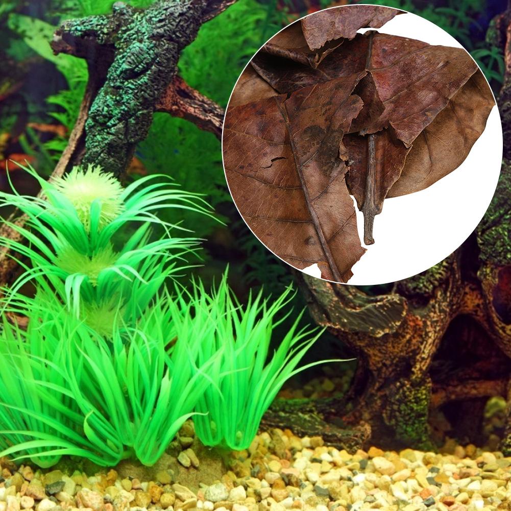 Natural Olive Terminalia Catappa Leaf Aquarium Lower PH Value Acid Lowering Fish Water Quality Improvement