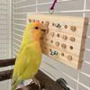 Parrot Bird Nibbling and Grinding Its Beak Peony Mysterious Phoenix Small Sun Tearing Training Puzzle Solving Toys