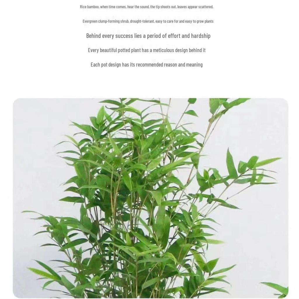 Compact Hydroponic Bamboo Rice Pot for Indoor/Outdoor Landscaping: Fiddle Leaf Bamboo Seedlings, Ornamental Courtyard Bonsai Plant.