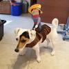 Funny Dress Up Pet Costume Halloween Cosplay New Year Outfit Trendy Cowboy Rider Dog Costume