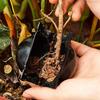 5Pcs Plant Rooting Ball Breeding Plant Root Pot Garden Cutting Grafting Rooting Box Breeding Seedling Balls Gardening Supplies