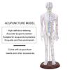 60cm Acupuncture Model Human Acupuncture Meridians Model with Base Acupuncture Needle Set