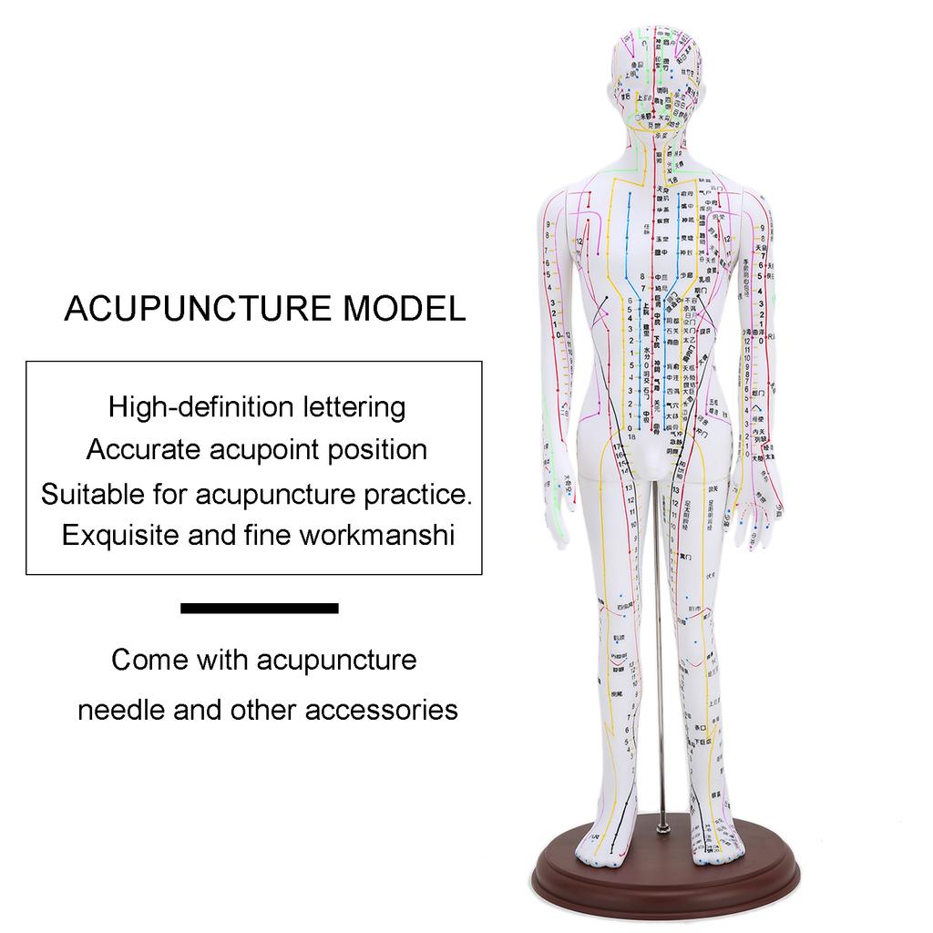 60cm Acupuncture Model Human Acupuncture Meridians Model with Base Acupuncture Needle Set