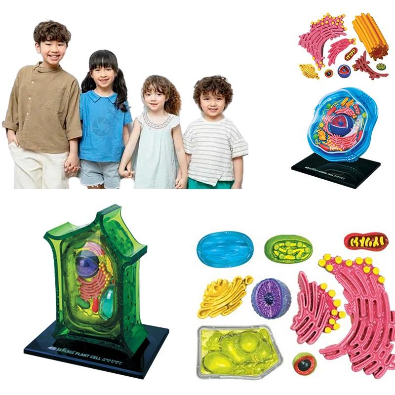 Educational Microscopic Structure Animal And Plant Cell Model 26 Parts Pvc Material School Teaching Display