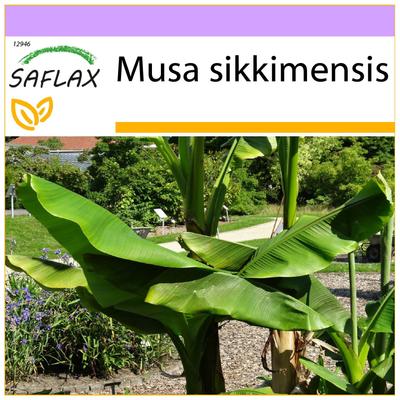 Banana Darjeeling - 5 semi - Musa sikkimensis