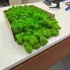 Reindeer Moss - Finnish - Cleaned - Light Green - 250g Net