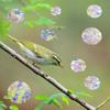 ROROP 36 Pcs Anti-Collision Rainbow Stickers Circle Window Clings - Save Birds from Window Collisions, Non-Adhesive Prismatic Vinyl Clings