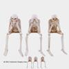 Halloween Resin Figurine -, Hear No, Speak No Skeleton Decoration for Party Home Decor